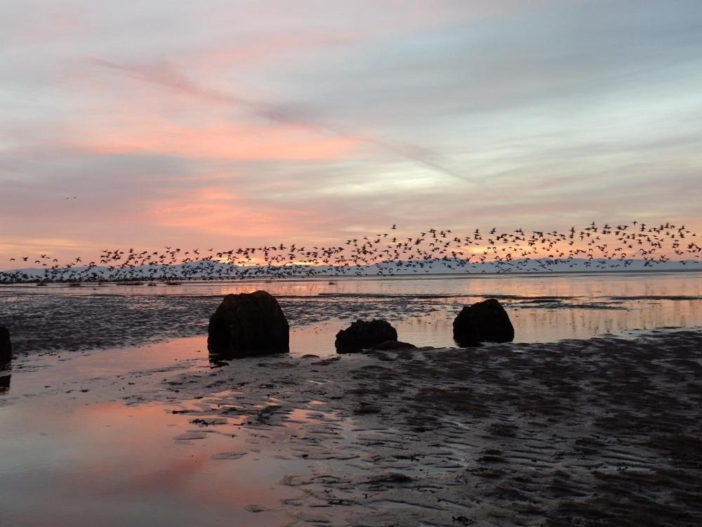 Shelduck Cottage Mainsriddle Kültér fotó