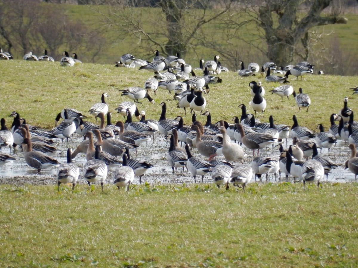 Shelduck Cottage Mainsriddle Kültér fotó