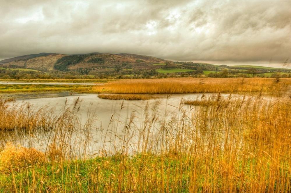 Shelduck Cottage Mainsriddle Kültér fotó
